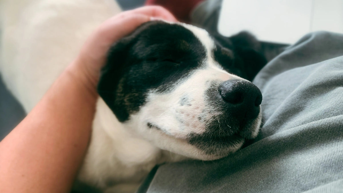 Mientras escribía este blog, surgió un momento acogedor cuando mi cachorro de acogida decidió tomarse un descanso y acurrucarse.