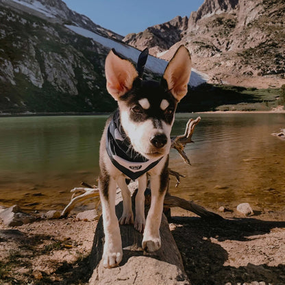 Cachorro aventurero con un elegante pañuelo de exterior sobre una roca junto a un pintoresco lago alpino. El equipamiento de viaje ideal para perros activos que exploran la naturaleza.