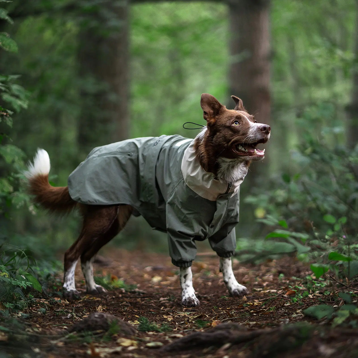 Un perro marrón y blanco con la Midnight Forest Dog Jacket verde en un sendero arbolado.