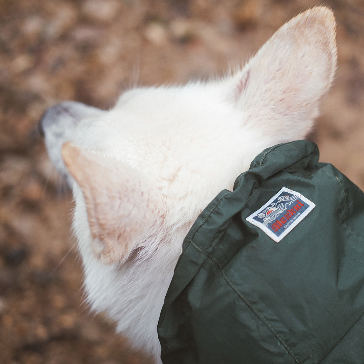 Baja Coastline Waterproof Dog Jacket MEZKUI