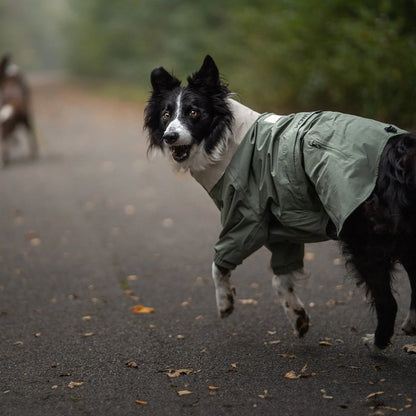 Border collie blanco y negro con una chaqueta impermeable verde corriendo por un sendero forestal. El diseño de cuerpo entero, con bolsillo con cremallera y puños elásticos, protege de la lluvia, el viento y la suciedad.