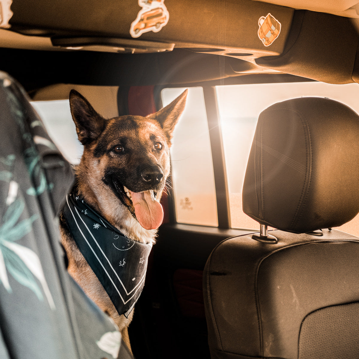 Dog wearing a bandana sitting in the back seat of a car with the sunset glowing through the window, capturing a scenic road trip and outdoor adventure vibe.”